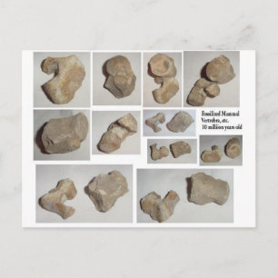 FOSSILISERAT MAMMAL VERTEBRA VYKORT