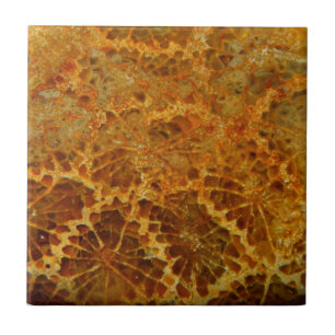 Fossilized naturlig jaspergemstone för korall kakelplatta