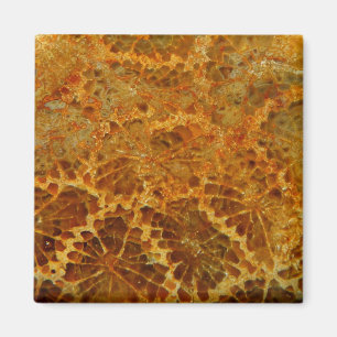 Fossilized naturlig jaspergemstone för korall magnet