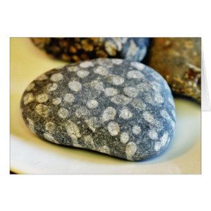 Fossils Sten Coral Hälsningskort