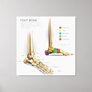 Fot Bone Anatomy Canvastryck