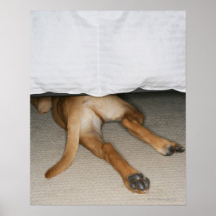 Fot och svan av den gul lab hunden som gömmas poster