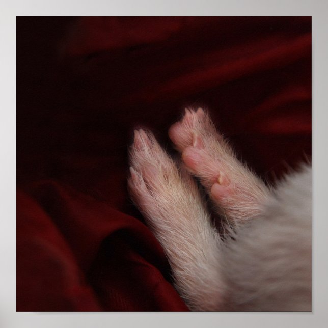 FOT POSTER (Framsidan)