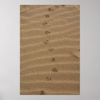 Fotavtryck i sand poster