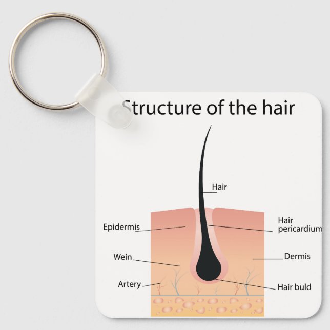 fotben, anatomi nyckelring (Framsida)