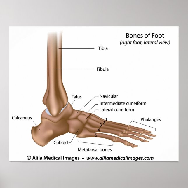 Fotben, märkt diagram. poster (Framsidan)