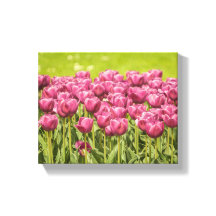 Fotfoto för Fält i tulips