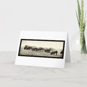 Foto 1906 för amerikanBisonbuffel Kort
