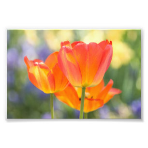 foto - 4x6 storleka - tulpaner (orange)
