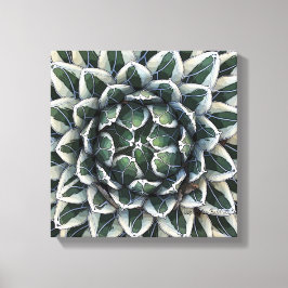 Foto Agave victoria-reginae av Debra Lee Baldwin Canvastryck