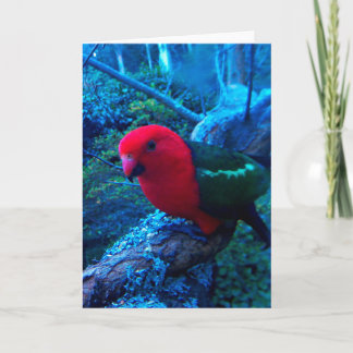 Foto Australian Kung Parrot, tomt kort. Kort