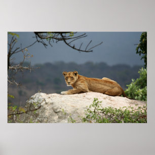 Foto av afrikanskt lejont ljuga på sten i natur poster
