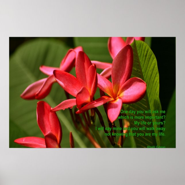 Foto av blommor från Plumeria med Khalil Gibran-ci Poster (Framsidan)