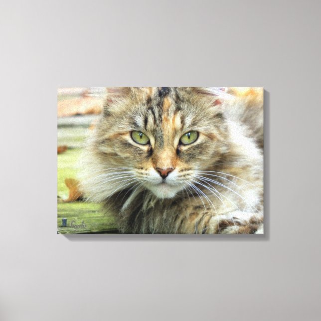 Foto av Brown Långhårig Barn Cat Wrapped Canvas (Framsida)