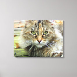 Foto av Brun Långhårig Ladukatt på Canvas