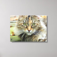 Foto av Brun Långhårig Ladukatt på Canvas