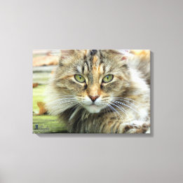 Foto av Brun Långhårig Ladukatt på Canvas