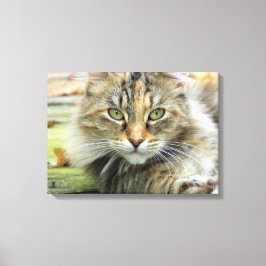 Foto av Brun Långhårig Ladukatt på Canvas