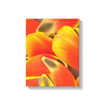 Foto av brun Orange Tulip Flower Petals