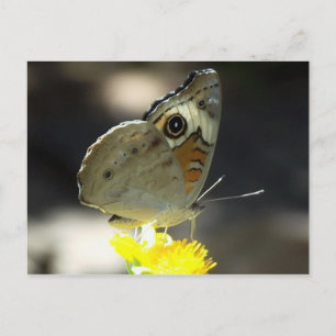 Foto av Buckeye Butterfly på Gulten a Flower Vykort