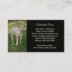 Foto av Creamy White charolais calf Visitkort