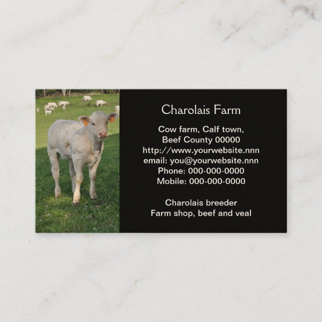 Foto av Creamy White charolais calf Visitkort (Framsida)