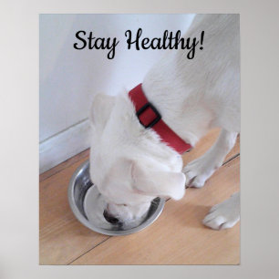 Foto av Cute Hund Drinking Vatten Motivational Pos Poster