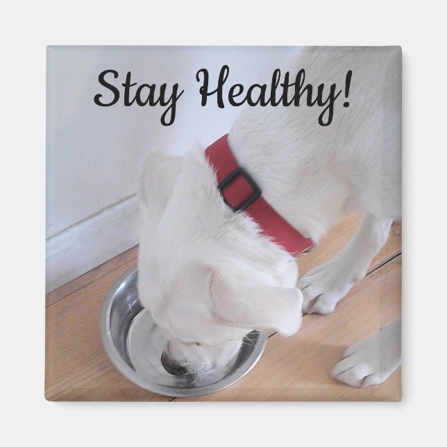 Foto av Cute Hund Drinking Vatten Motivering Magnet (Framsidan)