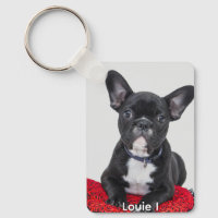 Foto av Cute Louie I Black Fransk Bulldog