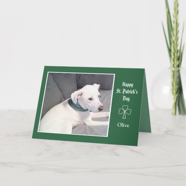 Foto av Cute White Hund Shamrocks och Klöver Kort (Framsida)