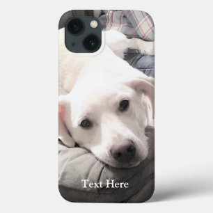 Foto av Cute White Labrador Retriever Mix Hund