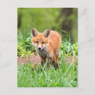 Foto av den nyfikna rävsatsen vykort