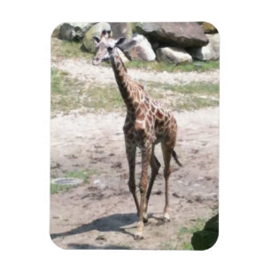 Foto av en baby giraffe som går i naturmagneter magnet