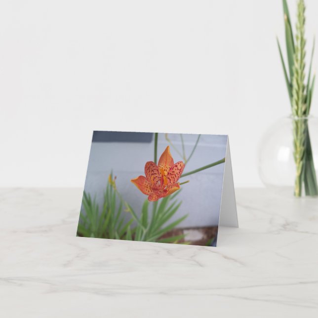 Foto av en orange Blackberry Lily Flower Kort (Framsida)