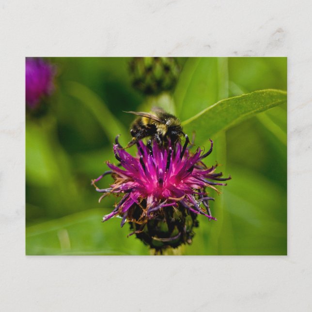 Foto av en vacker lila blomma med honungsbin vykort (Framsida)