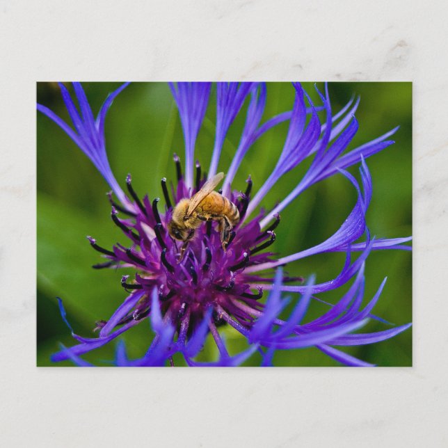 Foto av en vacker lila blomma med honungsbin vykort (Framsida)