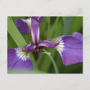 Foto av en vacker, lila iris-blomma vykort