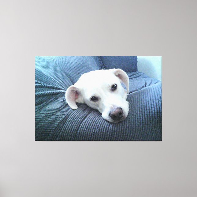 Foto av en vacker och fridfull vit hunds ansikte canvastryck (Framsida)