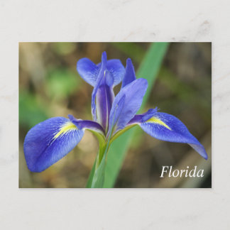 Foto av Florida iris Vykort