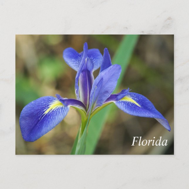 Foto av Florida iris Vykort (Framsida)