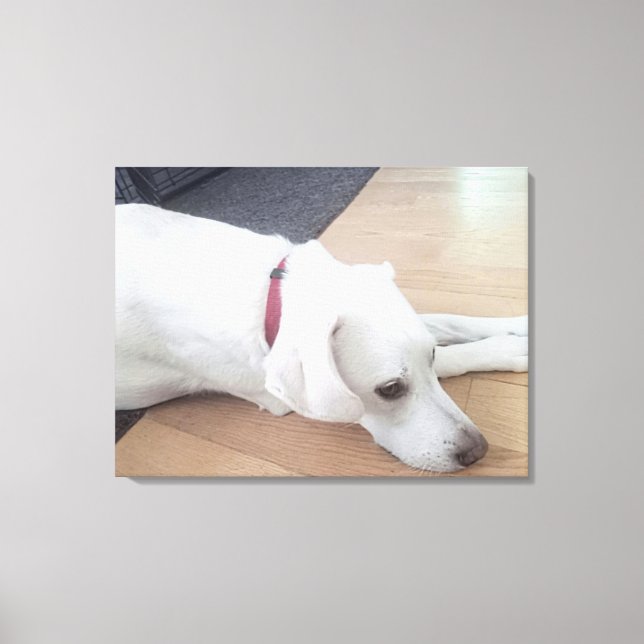 Foto av fredliga vita Hund med medelstor rödkollar Canvastryck (Framsida)