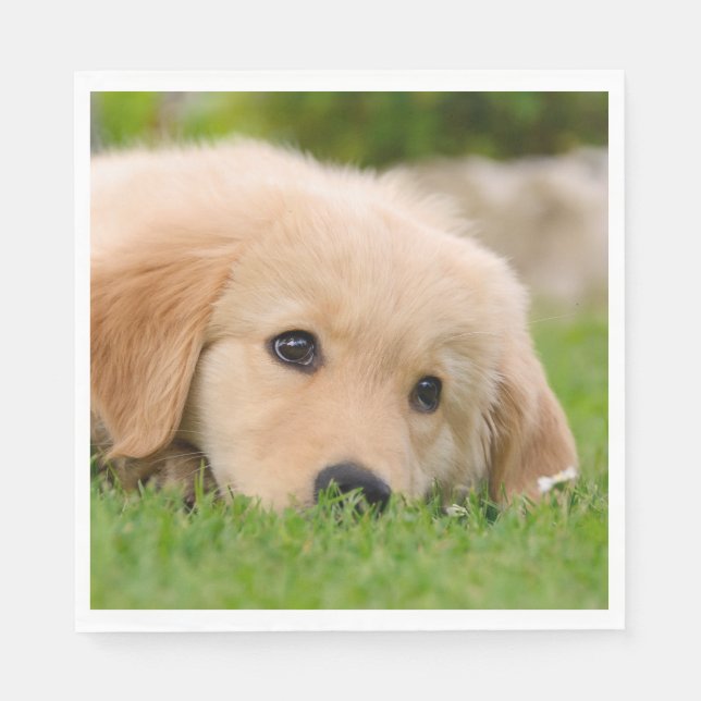 Foto av Golden Retriever Cute Puppy Dreams Hund He Pappersservett (Framsidan)