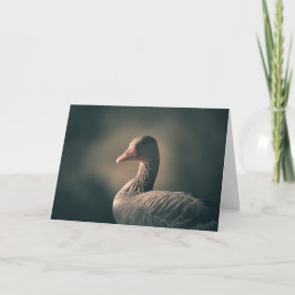 Foto av Goose Bird Nature Kort