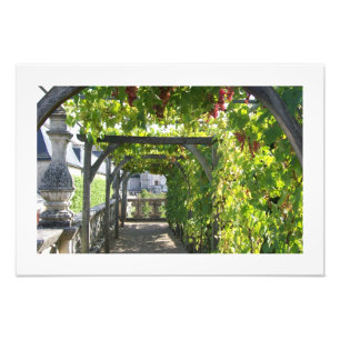 Foto av Grape Arbor i Villandry Palace i Frankrike