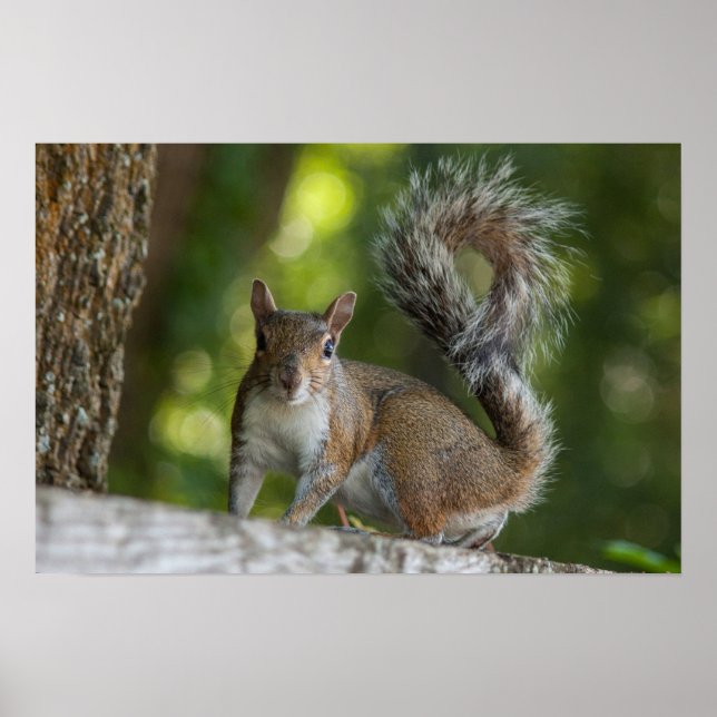 Foto av Grått Squirrel Poster (Framsidan)