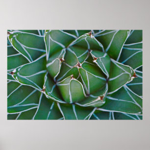 Foto av grönt och vita växter poster