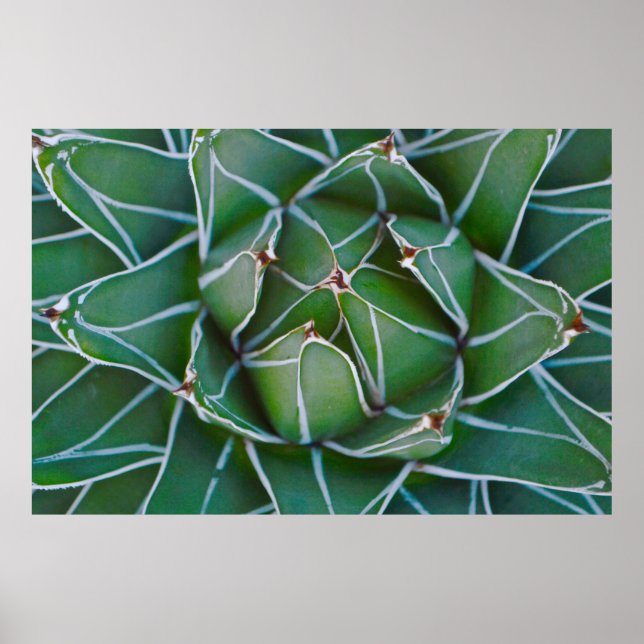 Foto av grönt och vita växter poster (Framsidan)