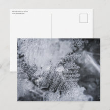 Foto av Ice Crystal Nature