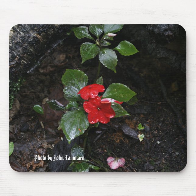 Foto av John Tammaro Musmatta (Framsidan)