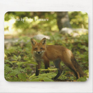 Foto av John Tammaro Musmatta